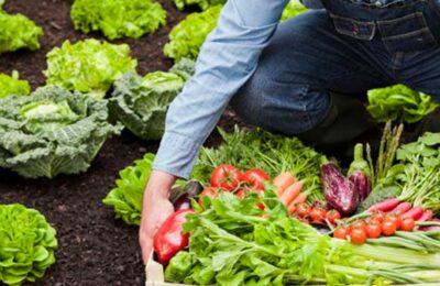 Ultimele locuri în UE la ponderea suprafeţelor de teren alocate agriculturii organice