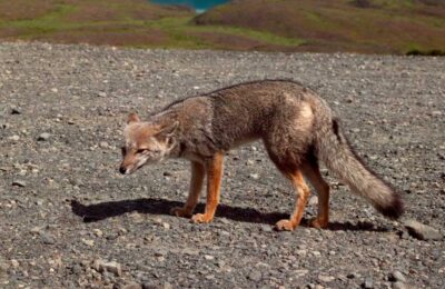 O familie din Peru a cumpărat un pui de câine care s-a dovedit a fi o vulpe andină
