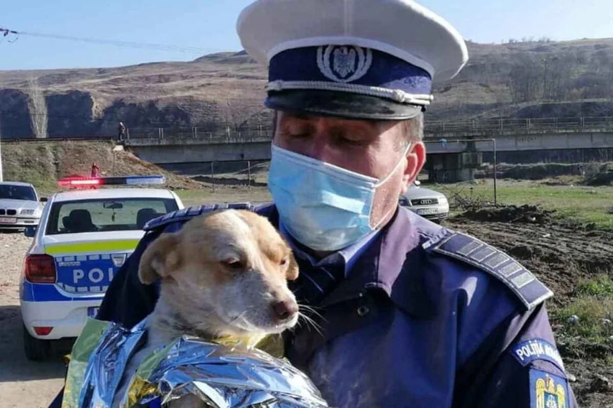 Pedepse de până la 7 ani de închisoare pentru cei care ucid sau schingiuiesc animale.