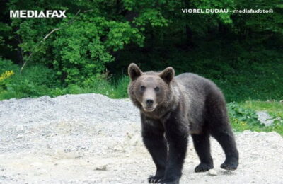 Ordonanța care permite împușcarea urșilor a fost adoptată de Senat