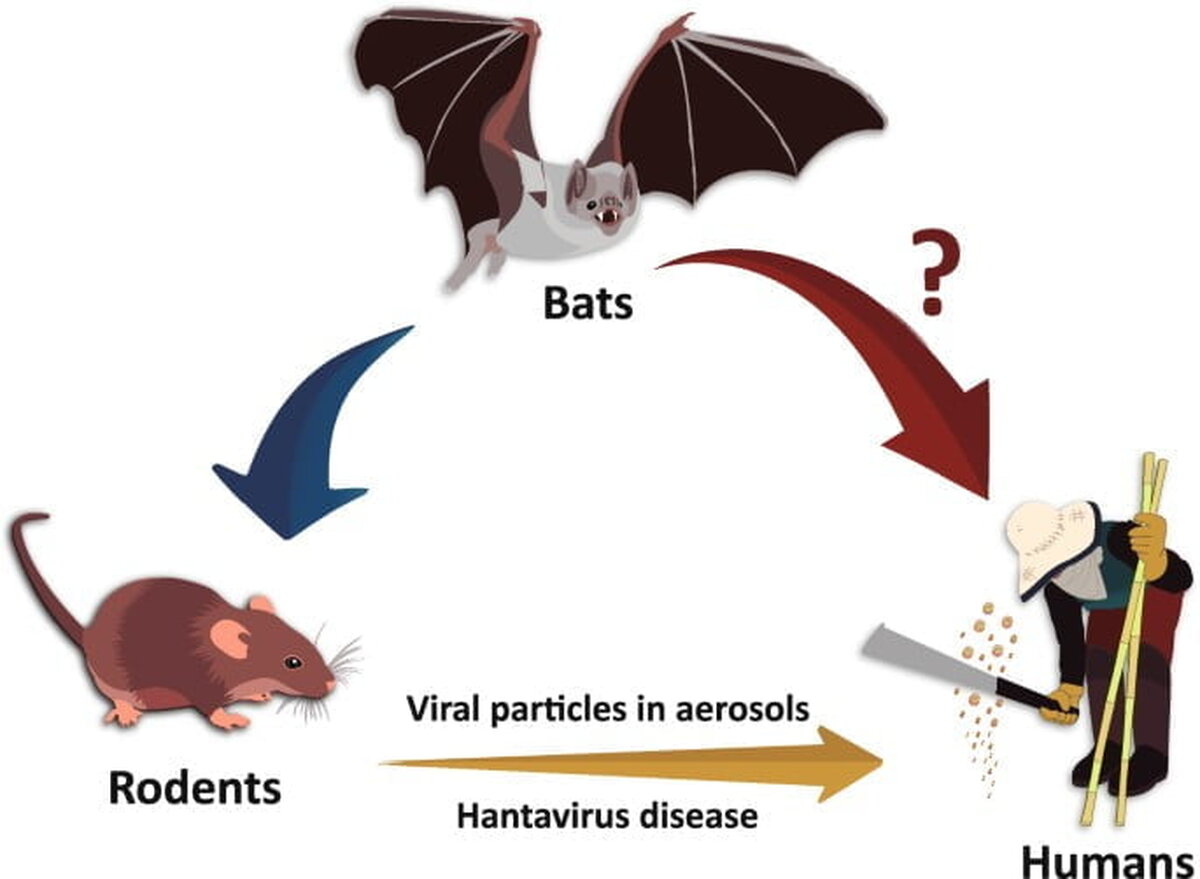 Bărbat din Neamţ, diagnosticat cu hantavirus la Spitalul ”Dr.C.I.Parhon” din Iaşi; prognosticul este rezervat