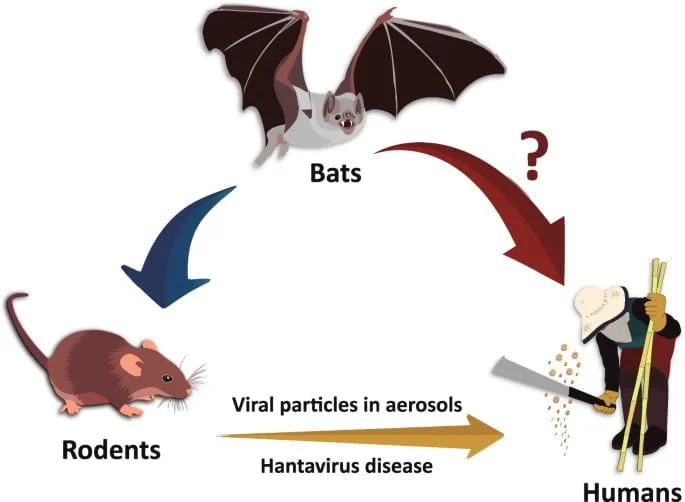 Bărbat din Neamţ, diagnosticat cu hantavirus la Spitalul ”Dr.C.I.Parhon” din Iaşi; prognosticul este rezervat