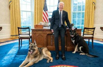 Major, ciobănescul german al lui Joe Biden, este acum dresat, după un incident de săptămâna trecută