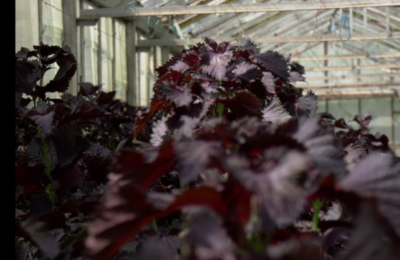 Planta-minune aclimatizată în România, în premieră europeană.