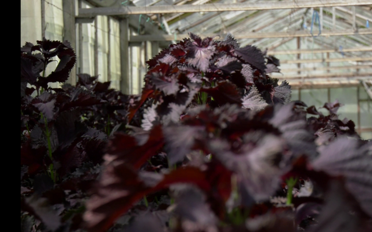 Planta-minune aclimatizată în România, în premieră europeană.