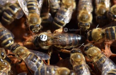 O familie de americani și-a demontat casa pentru a scoate din pereți un roi de albine