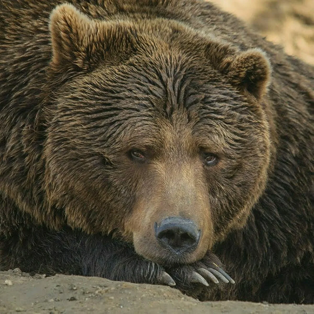 OUG privind interpunerea în cazul atacurilor urşilor va fi depus joi în şedinţa de Guvern