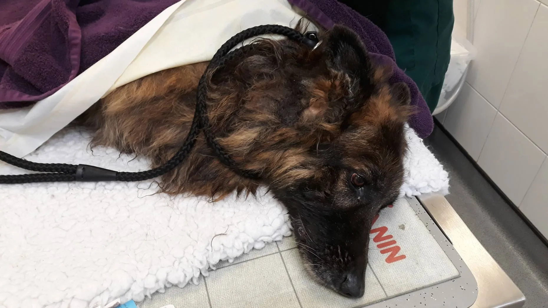 Câinele care a fost aruncat cu un bolovan legat de gât și-a găsit o familie iubitoare, după 15 luni de recuperare