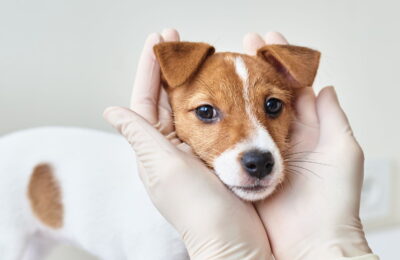 Cel mai modern cabinet veterinar Suceava – care este acesta și de ce ar să apelezi la cei mai buni medici veterinari