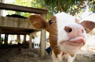 Miniștrii discută despre preocupările acordurilor comerciale din Australia