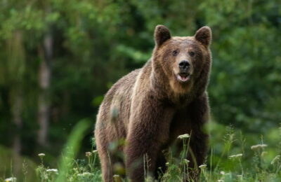 Încă un bărbat a fost ucis de un urs. Trupul său a fost găsit cu drona