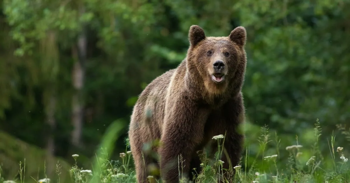 Încă un bărbat a fost ucis de un urs. Trupul său a fost găsit cu drona