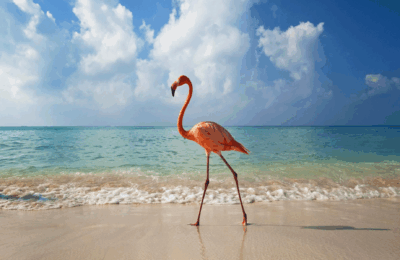 Spaniolii închiși în case fierb de invidie în timp ce germanii merg în Mallorca