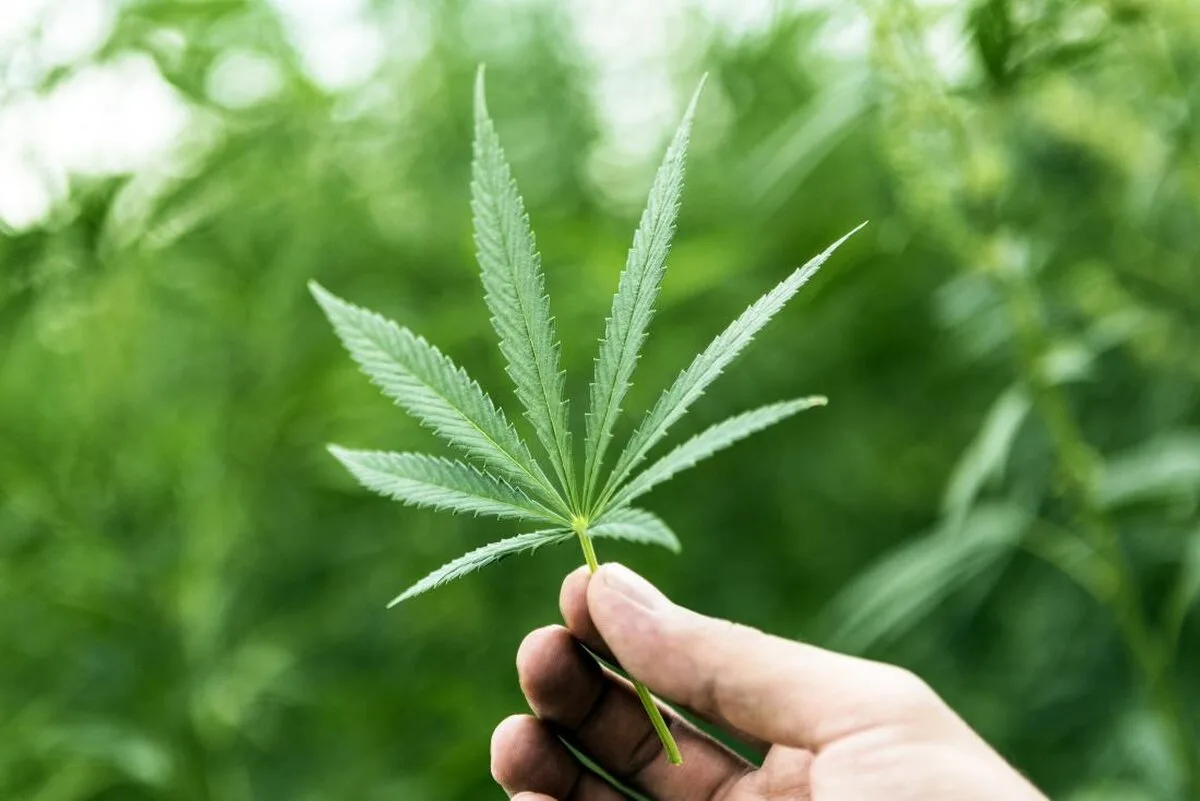 Amazon susține legalizarea marijuanei și renunță la testarea pentru consumul de iarbă pentru unele locuri de muncă