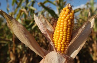 Un aliment produs în România, importat masiv și în acest an