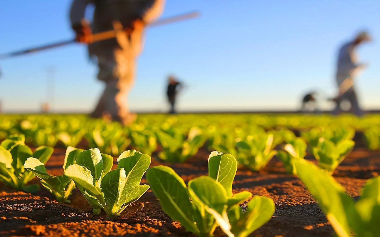 Investitorii îndeamnă Europa să acorde prioritate climei în reforma agricolă