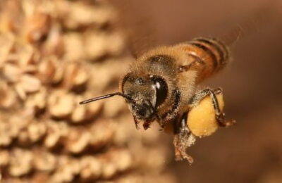 Cum fac echipă albinele și dronele pentru a descoperi minele terestre