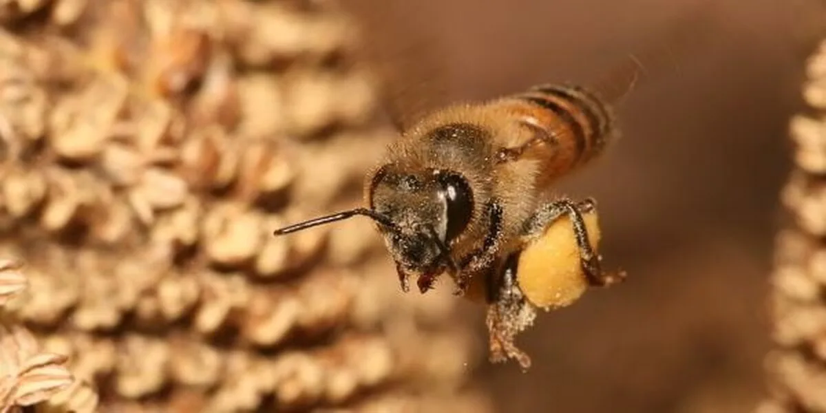 Cum fac echipă albinele și dronele pentru a descoperi minele terestre