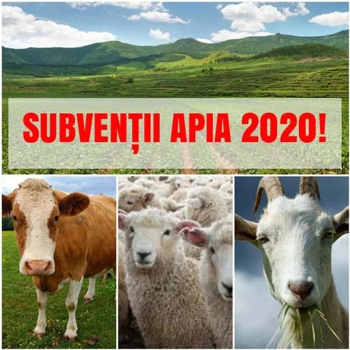 Fermierii pot depune până pe 21 februarie cererile de plată pentru măsura „Bunăstarea animalelor”