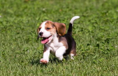 7 rase de câini perfecte pentru o familie cu copii