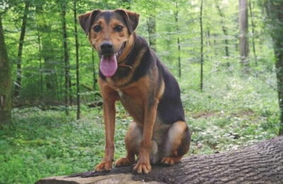 Bătrână dispărută de acasă, salvată de câinele ei, care a vegheat-o toată noaptea şi a avertizat salvatorii