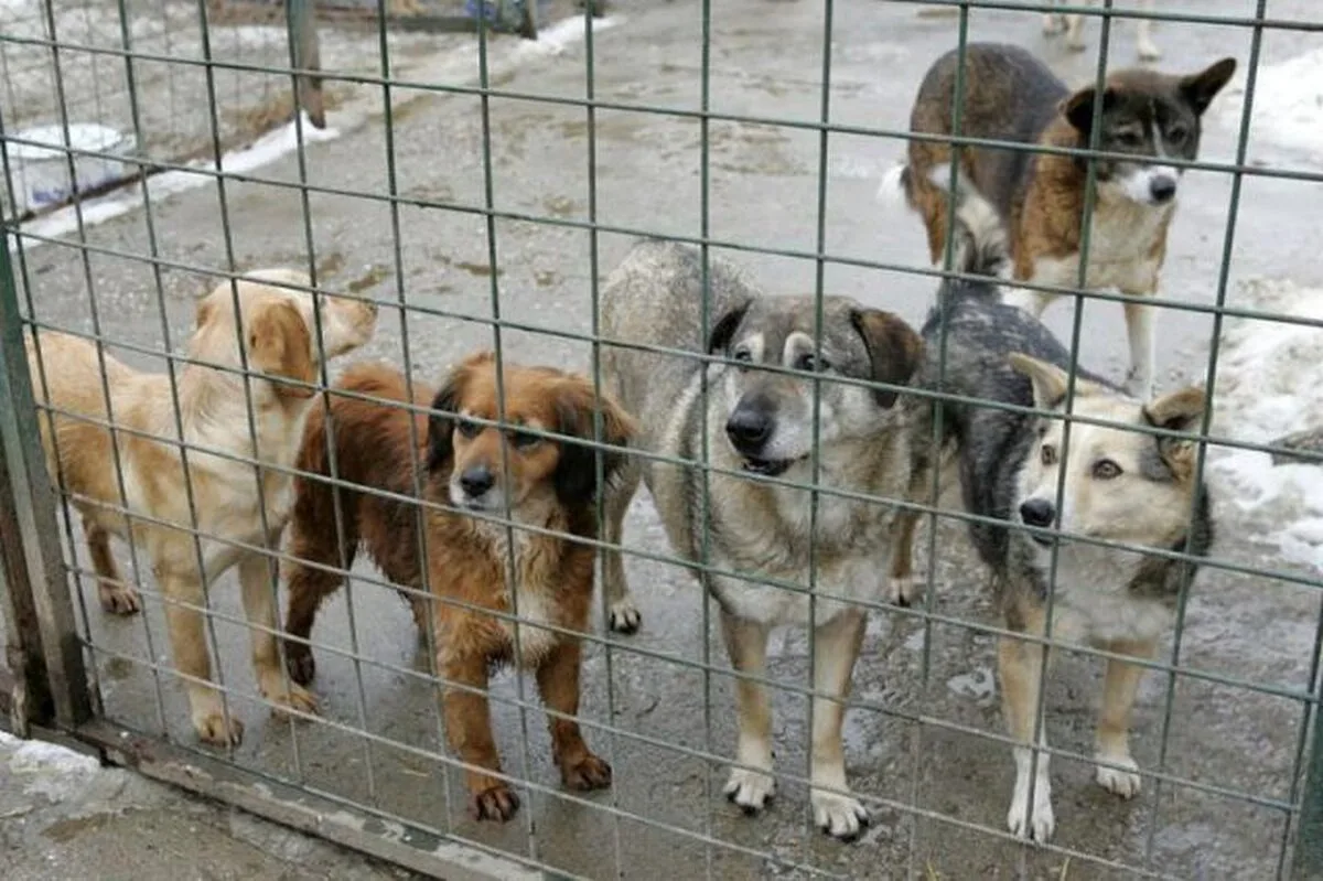 Cruzime rară. O cățelușă și cei trei pui ai ei au fost legați cu funie de gât și lăsați să moară