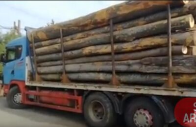 O fraudă uriașă cu lemn tăiat ilegal din păduri, investigată în aproximativ jumătate din țară.