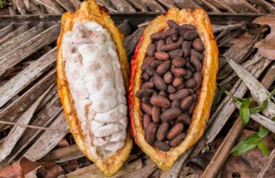 Fermierii din Ghana privesc succesul dulce din ciocolată