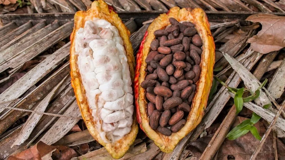 Fermierii din Ghana privesc succesul dulce din ciocolată