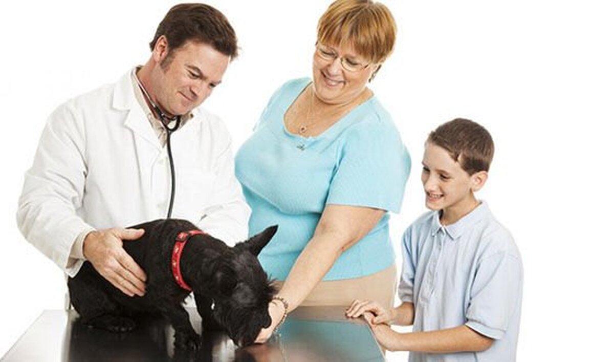 Ești în căutarea unui cabinet veterinar? Iată 7 motive pentru care să alegi NordVet!