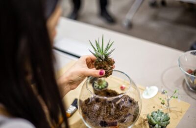 Care sunt cele mai bune conditii de crestere a plantelor suculente?