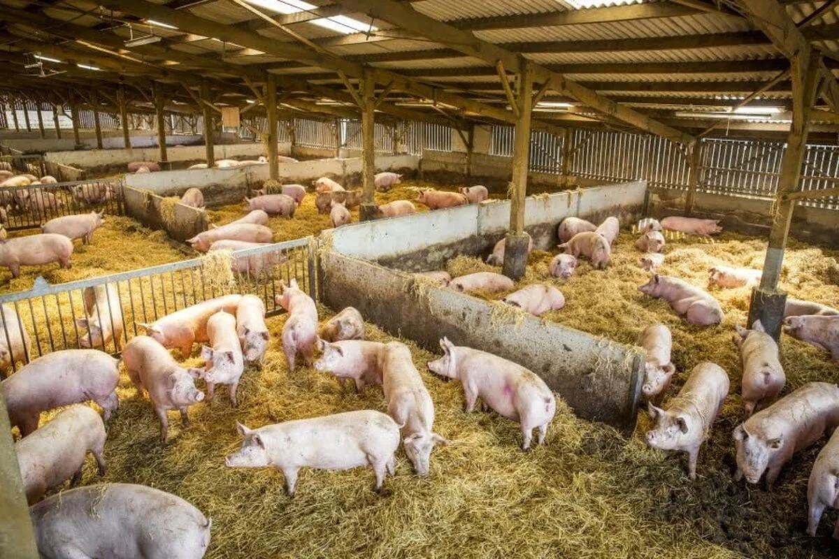 Producătorii români de carne de porc: discuţii despre combaterea Pestei Porcine Africane şi situaţia sectorului