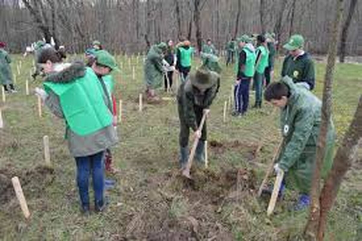Grupul CEZ plantează 10.000 de metri pătraţi de pădure