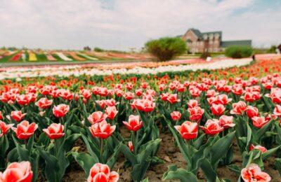 Care este legatura oamenilor cu florile in istorie?