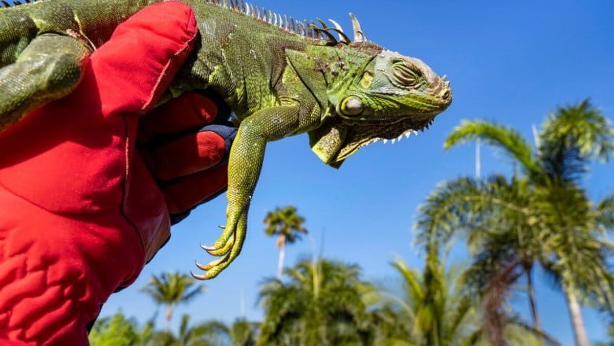 iguane