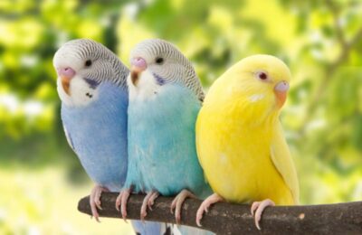 Un bărbat și-a abandonat cei peste 800 de papagali pe care îi avea acasă,