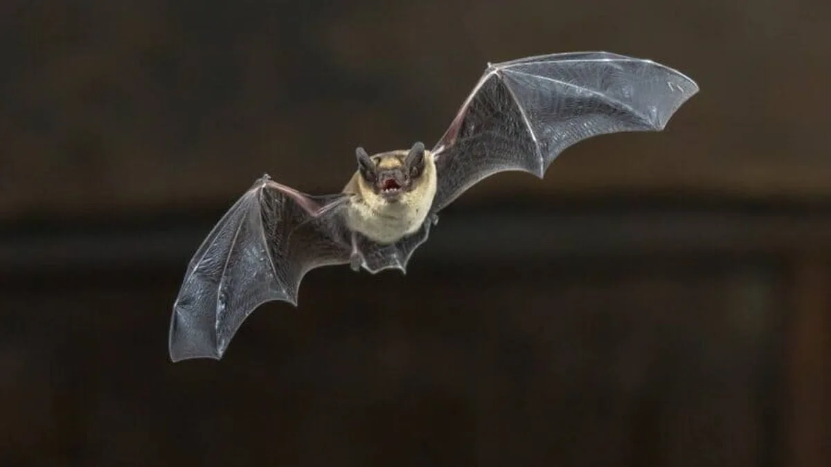 Virusuri înrudite cu noul coronavirus, capabile să infecteze oameni, au fost descoperite la liliecii din Laos
