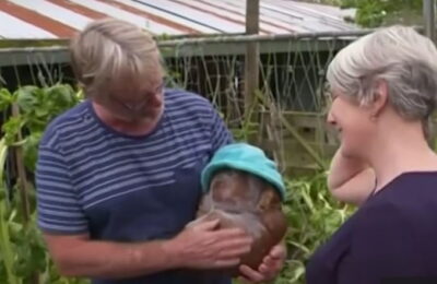 Un cuplu din Noua Zeelandă a găsit în grădină cel mai mare cartof din lume.