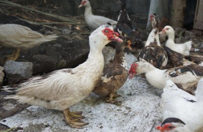 Motivele pentru care merită să renunți la viața de la oraș ca să te muți la țară