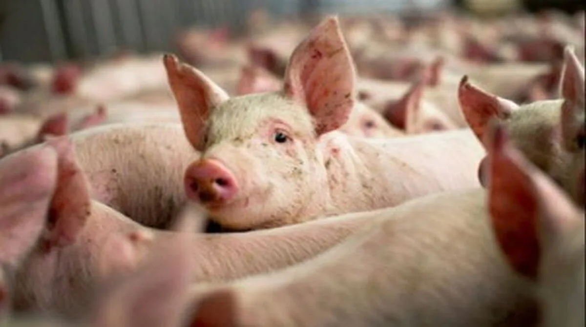 Fermierii din Marea Britanie au aproape 100.000 de porci în plus.