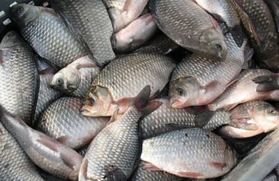Comisarii ANPC au descoperit valori periculoase de Cadmiu în două tone de pește de import
