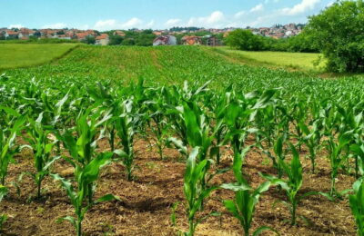 Păianjenul roșu comun: cum îl ții departe de culturile agricole