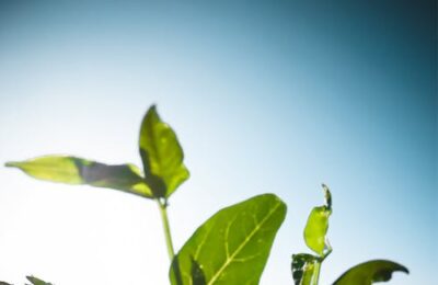 De ce să apelezi la un credit agricol? Top 3 avantaje