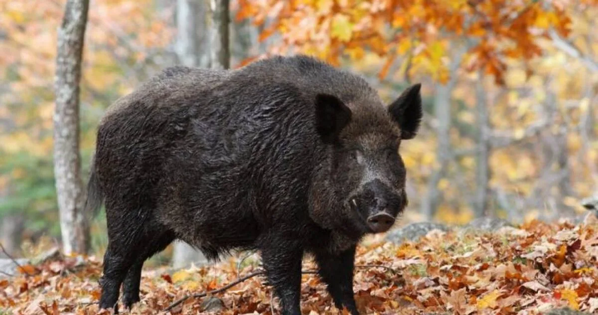 porc mistret