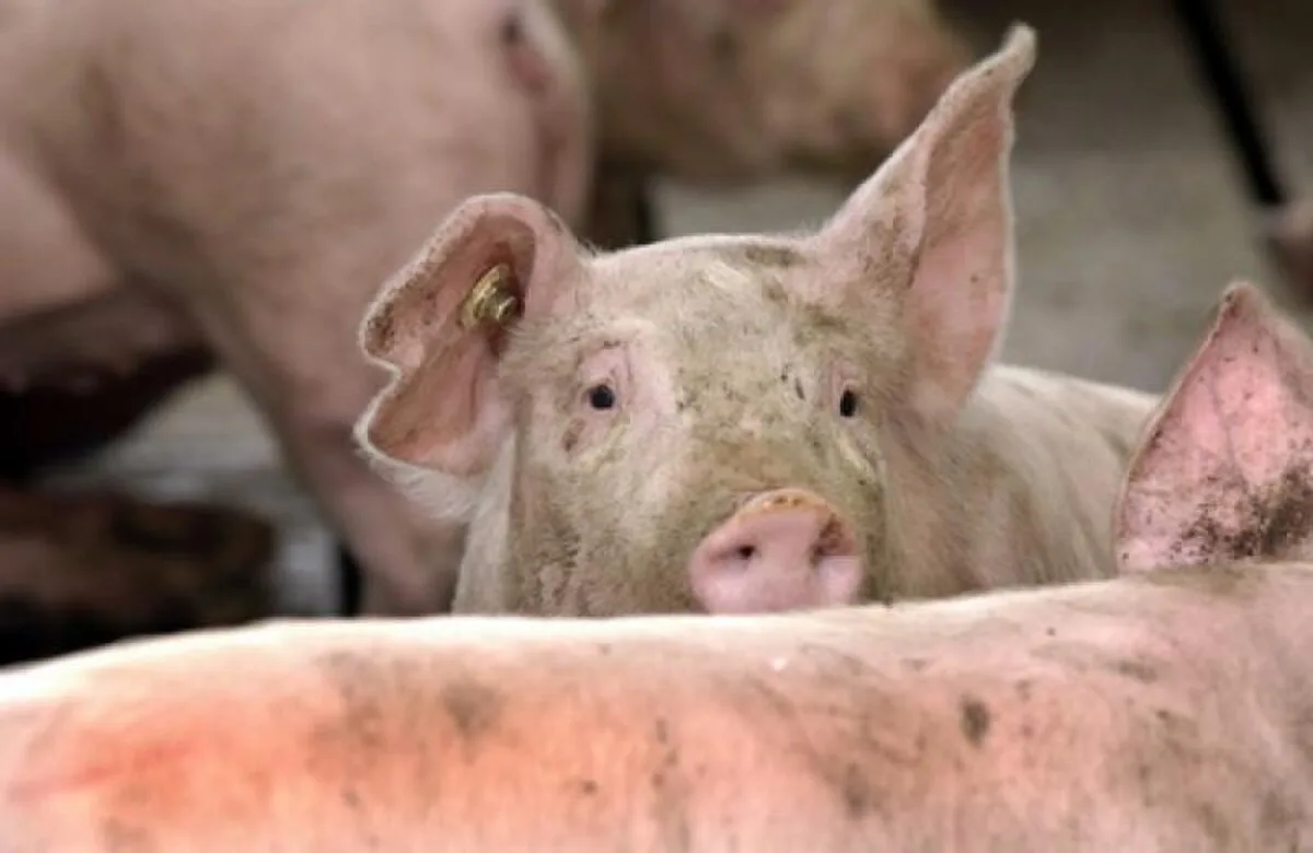 Porci