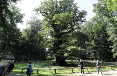 Stejarii bătrâni îşi intensifică procesul de fotosinteză ca răspuns la creşterea nivelului de dioxid de carbon din atmosferă