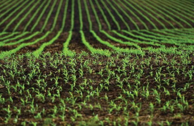 Programul Agro IMM Invest nu poate înlocui acordarea despăgubirilor cuvenite producătorilor agricoli