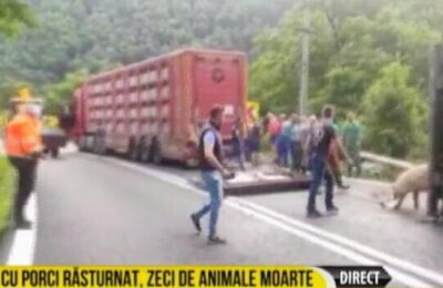 Şoferul unui TIR care transporta porci, grav rănit într-un accident pe DN7, la Câineni