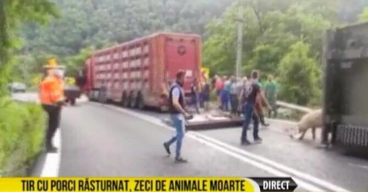 Şoferul unui TIR care transporta porci, grav rănit într-un accident pe DN7, la Câineni
