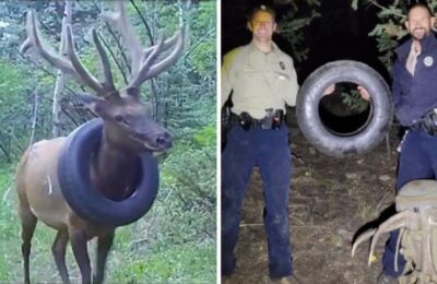 Operațiune de salvare a unui elan care avea o anvelopă blocată la gât de doi ani